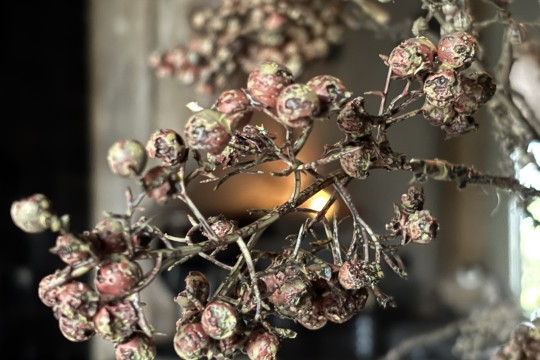 Ligustrum bessentak – donker rood/bruin